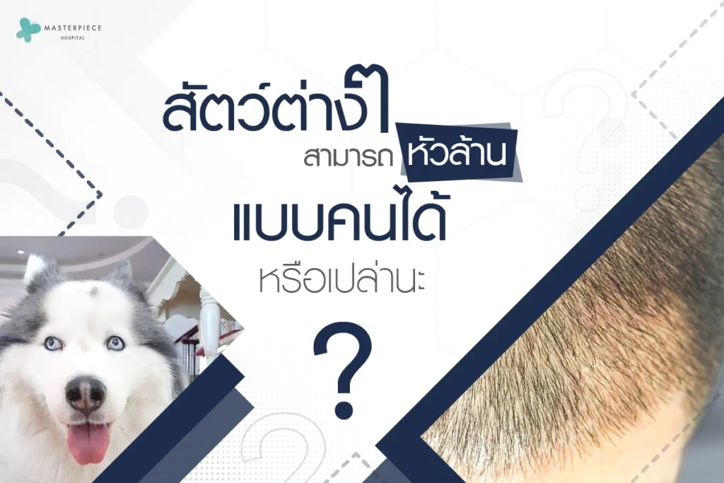 สัตว์ต่างๆสามารถหัวล้านแบบคนได้หรือเปล่านะ?
